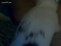White dog fucking in the black